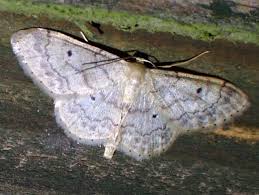 Image result for Idaea biselata