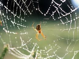 Resultado de imagem para aranha tecendo a teia ciências