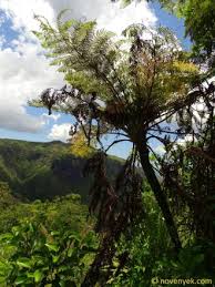 Image result for Cyatheaceae
