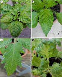 The solanaceae, or nightshades, are a family of flowering plants that ranges from annual and perennial herbs to vines, lianas, epiphytes, shrubs, and trees, and includes a number of agricultural crops, medicinal plants, spices, weeds, and ornamentals. Symptoms On Solanaceous Plants Infected With Pepper Veinal Mottle Download Scientific Diagram