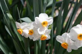 Rabbit to read about it! 10 Best Flowering Plants That Deer Will Not Eat