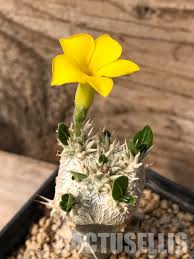 Image result for Pachycarpus firmus