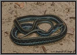 Endemic to north and central america, species in the genus thamnophis can be found from the subarctic plains of canada to costa rica. Bluestripe Garter Snake Florida Backyard Snakes