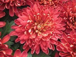 Top 10 Easy Perennial Plants To Grow From Seed Chrysanthemum Seeds Chrysanthemum Flower Seeds California Flowers