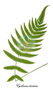 Image result for Thelypteridaceae