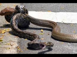 Ular tedung selar,kg chulek, gopeng ,perak,malaysia #pb15735 mp3 duration 1:06 size 2.52 mb / m.ashidizuan idihsarnauzi 19. Ular Tedung Selar Lawan Ular Sawa By Kamalagoplay