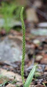 Image result for Malaxis