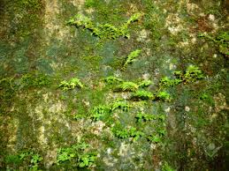 L2wiki.com about lineage 2 with love. Seamless Moss Old Green Wall Stone Pattern Mold Gray Texture Stock Photo Picture And Royalty Free Image Image 40701142