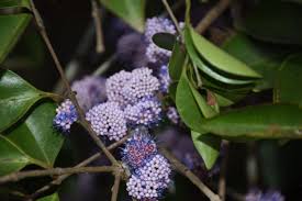 Image result for Memecylon myrianthum