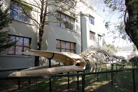 Campus chacabuco se ubica en av. Inicio Facultad De Ciencias Naturales Y Oceanograficas Udec