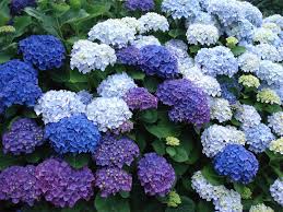 Resultado de imagen de hortensia