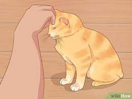 Cats usually come out of hiding more quickly when moving to a new home but it can still take a few days for some cats. How To Get An Escaped House Cat To Come Home 11 Steps