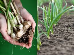 Sie ist sehr anspruchslos und braucht keinen dünger. Knoblauch Allium Sativum Gartenzauber