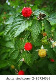 Image result for Rubus rosifolius