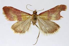 Image result for Pyrausta sanguinalis