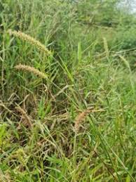 Image result for Cenchrus biflorus