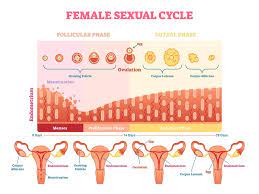 We did not find results for: What Is Ovulation Symptoms Tracking And Disorders
