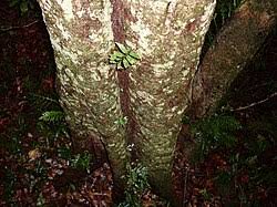 Image result for Diospyros truncatifolia