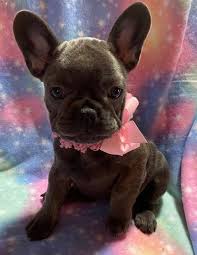 What to breeds make a french bull dog? Blue Eyes French Bulldog Puppies Home Facebook