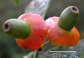 Image result for Heisteria