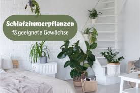 Die pflanzenschale und dekorationsartikel reinigen sie bitte mit heißem wasser. Pflanzen Fur Das Schlafzimmer Welche Zimmerpflanzen Eignen Sich Gartenlexikon De