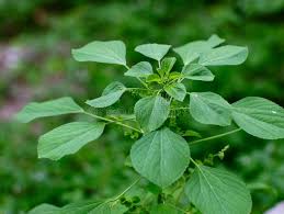 Image result for Acalypha fruticosa
