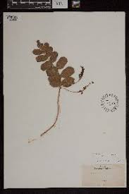 Image result for Anemia angolensis