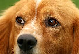 ᐅ Trauer Um Den Hund Hunde Und Ihre Welt