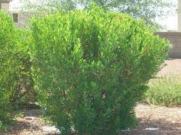 It blooms greenish yellow flowers in spring and fall. Hopseed Bush Green Elgin Nursery Tree Farm Phoenix Az