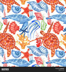 The turtle shell is a highly complicated shield for the ventral and dorsal parts of turtles (the order testudines), completely enclosing all the vital organs of the turtle and in some cases even the head. Marine Background Sea Image Photo Free Trial Bigstock