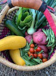 To bulgaria to egypt to turkey and all throughout europe. I Feel Like An Actual Magician Romaine Onions Zucchini Straightneck Summer Squash Spanish Onion Snap Peas Snow Peas Green Beans Potatoes And Tomatoes All Pulled Out Of The Garden Tonight Dining