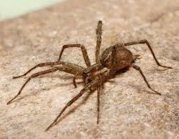 One of the most common grass spiders for ohio is agelenopsis pennsylvanica. Grass Spiders Missouri Department Of Conservation