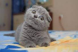 dunyanin en pahali 8 kedisi sosyal icerik scottish fold kittens kediler ve yavrulari scottish fold