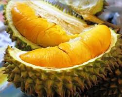 Agar anda tidak tertipu, ketahui bahwa pohon buah durian merupakan tanaman yang menjulang tinggi. Budidaya Durian Musangking Prospek Usaha Menjanjikan Di Tahun 2019