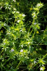 Image result for Leptactina arborescens