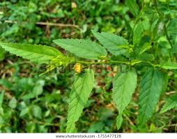 Image result for Sida ovata