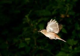 Birds Native To Georgia Usa Flying Wren Royalty Free Images Stock Photography Stock Photography Free