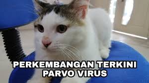 Parvo is a highly contagious virus. Virus Parvo Perkembangan Terkini Kucing Yang Pernah Dijangkiti Youtube