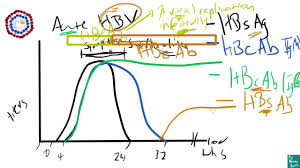 Hepatitis B Serology Explanation Made Easy