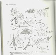 Image result for Teramnus uncinatus