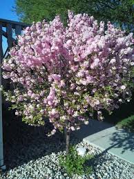 An ornamental flowering almond (prunus glandulosa) entrances you in early spring when its bare branches suddenly burst into flower. Ces Plantdoc Flowering Plum Tree Plant Pests Plants