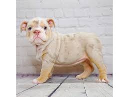 English Bulldog Dog Female Lilac Merle 3136295 Petland Pickerington