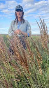 Image result for Sorghastrum stipoides