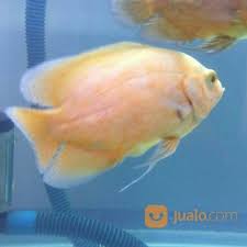 Daftar harga ikan oscar terbaru. Oscar Paris Albino Import Thailand 15cm Tangerang Jualo