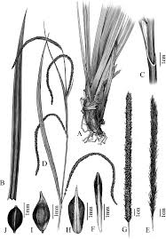 Image result for Carex bequaertii