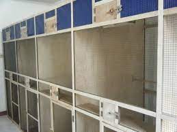 10 Cara Ternak Murai Batu Modern Bagi Pemula Dijamin Sukses