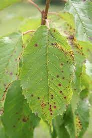 Weeping cherry trees are certainly among the most beautiful and stunning decorative trees. Cherry Leaf Spot Treatment What Causes Spots On Cherry Leaves