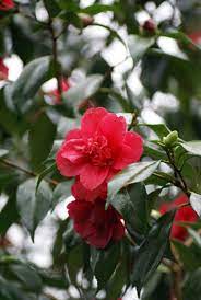 Plants That Grow Well With Gardenias Ehow Com Plants Beautiful Blooms Gardenia