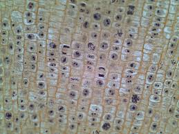 We did not find results for: Onion Root Tip Mitosis Labeled Submited Images Pic2fly Mitosis Teaching Science Biology