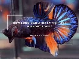 How Long Can A Betta Fish Live Without Food Tips In 2020 Betta Fish Betta Fish Tank Betta